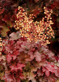 Heuchera 'Root Beer'